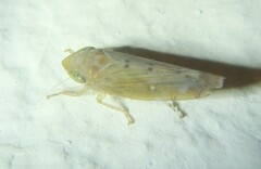 Synophropsis lauri