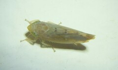 Synophropsis lauri