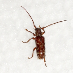 Eupogonius tomentosus