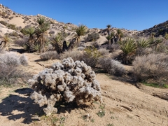 Cylindropuntia chuckwallensis