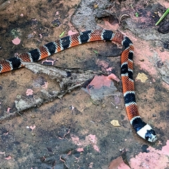 Erythrolamprus mimus