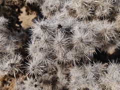 Cylindropuntia chuckwallensis