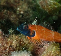 Enneapterygius atrogulare