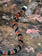 Erythrolamprus mimus