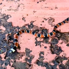 Erythrolamprus mimus