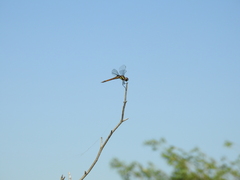 Tramea cophysa