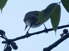 Vireo altiloquus
