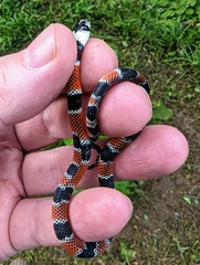 Erythrolamprus mimus