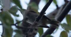 Vireo altiloquus