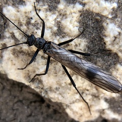 Taeniopteryx