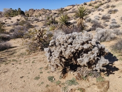 Cylindropuntia chuckwallensis