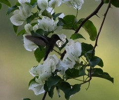 Orthorhyncus cristatus