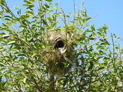 Pitangus sulphuratus