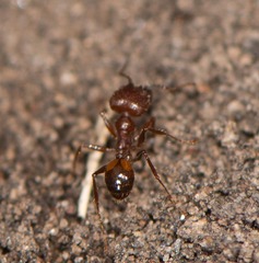 Pheidole fallax