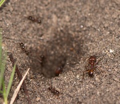 Pheidole fallax