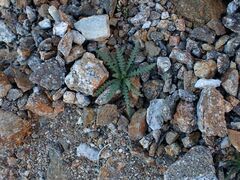 Emmenanthe penduliflora penduliflora