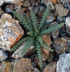 Emmenanthe penduliflora penduliflora