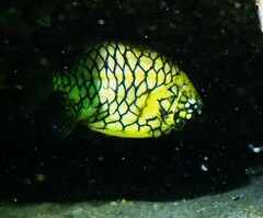 Cleidopus gloriamaris