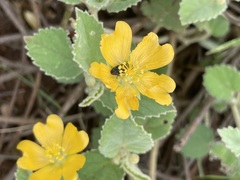 Sida atherophora