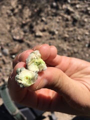 Asphondylia floccosa