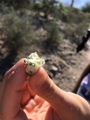 Asphondylia floccosa