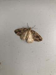 Pseudocoremia rudisata