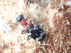 Thanasimus formicarius