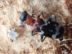 Thanasimus formicarius