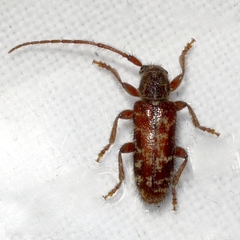 Eupogonius tomentosus