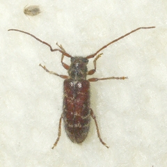 Eupogonius tomentosus