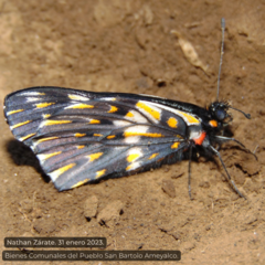 Catasticta teutila