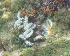 Isaurus tuberculatus