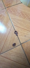 Oligochaeta