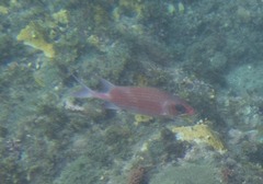 Holocentrus adscensionis