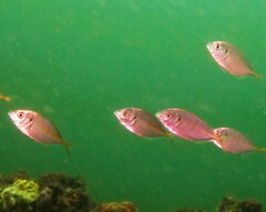 Pseudocaranx georgianus