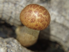 Gymnopilus suberis