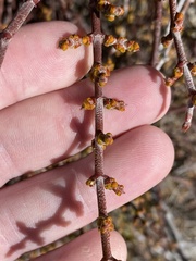 Phoradendron californicum