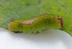 Acronicta clarescens