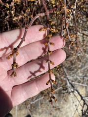 Phoradendron californicum