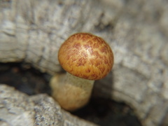 Gymnopilus suberis