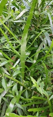 Muehlenbeckia platyclada