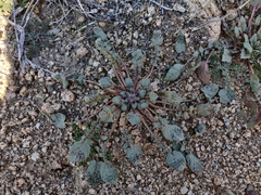 Chylismia