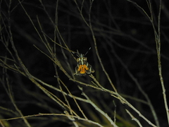 Hecatesia fenestrata