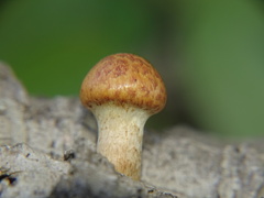 Gymnopilus suberis