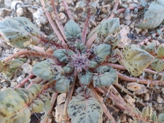 Chylismia