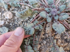 Chylismia