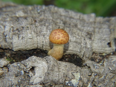 Gymnopilus suberis