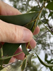 Acacia julifera