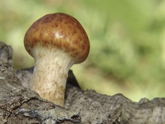 Gymnopilus suberis