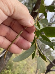 Acacia julifera